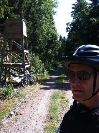 En glänta i skogen där solen bryter fram