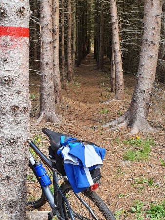 Vacker väg mellan träden