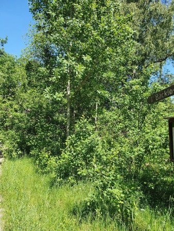 Följ stigen mot Bäcklösa