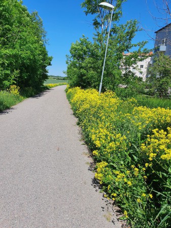 Gå in på gamla banvallen vid Tiundagatan/Prästgårdsgatan norrut